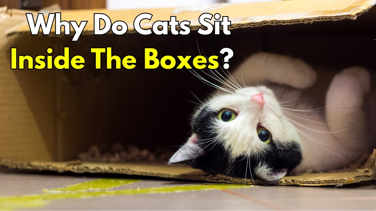 Why Do Cats Love Boxes So Much?