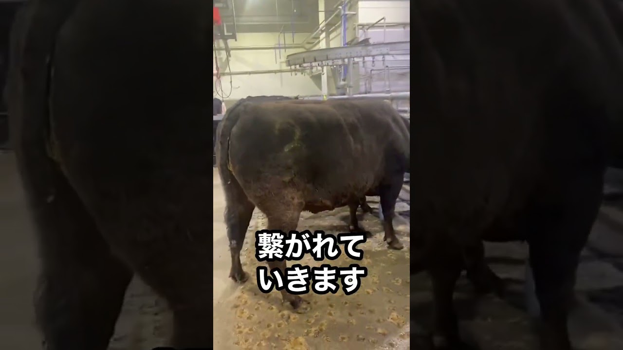【と畜場】出荷された牛のその後・・・