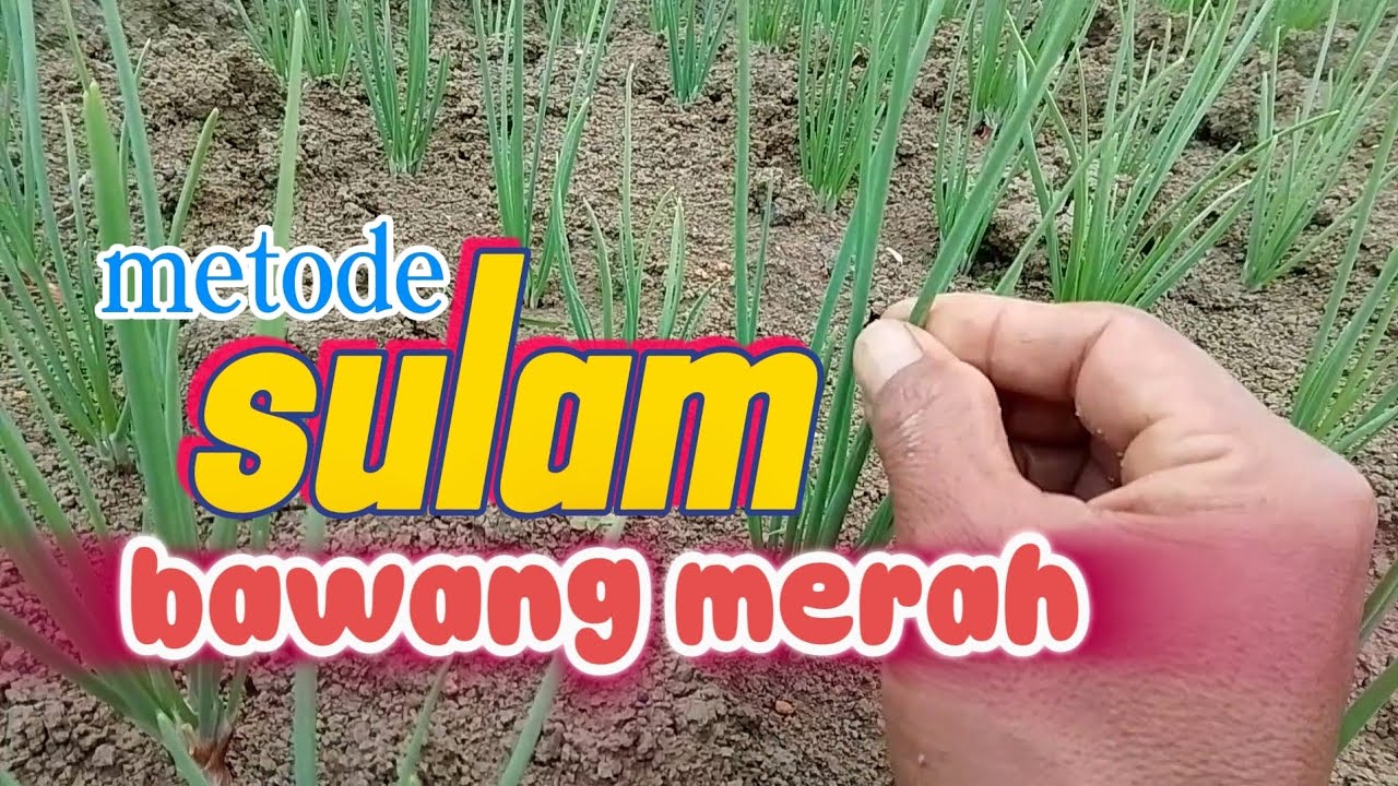 Tehnik cara sulam bawang merah #petanimilenial #petanibawangmerah #farming 