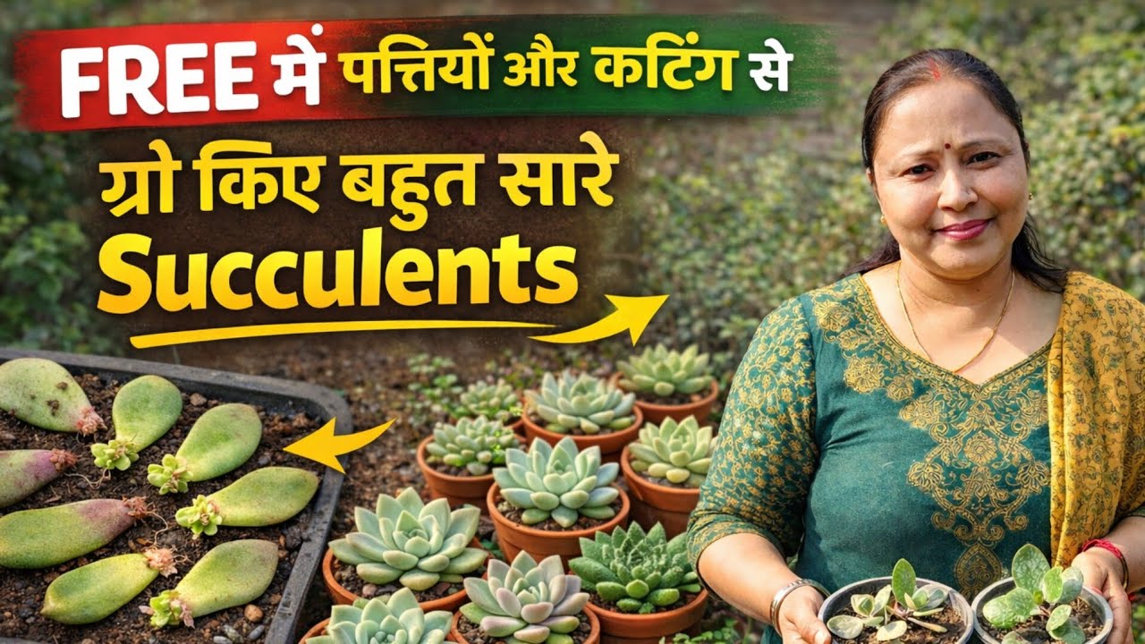 Succulent plant को पत्तियो और कटिंग  से कैसे लगाए | leaf🌿 propagation से बनाए  ढेर सारे plants 