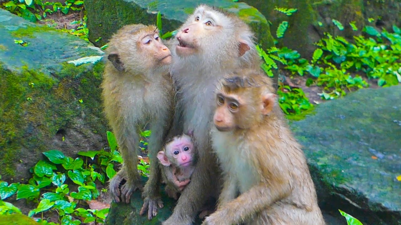 How cold newborn Jacee got from rain today & Joyce is hungry after rain stop