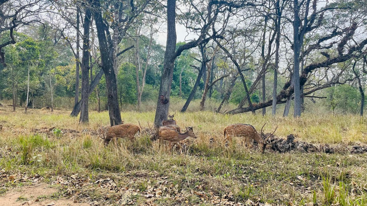 A Drive Through Naharhole Tiger Reserve | Bangalore To Machaan | Karnataka’s Dence Forest