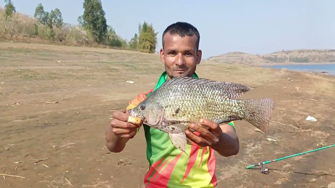 Best Carp Fishing Bait Video || biggest Tilapia Fishing 