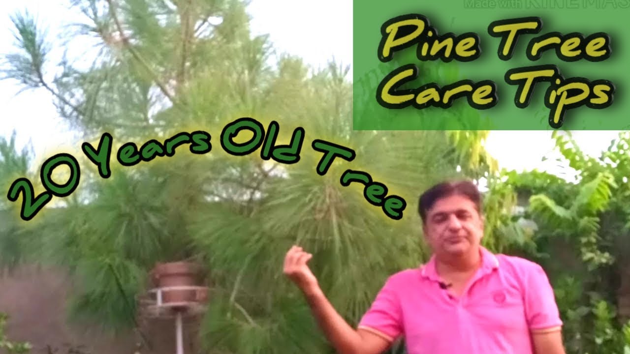 How to grow Pine Tree || Pine tree care || Chir Tree Care || Urdu Hindi