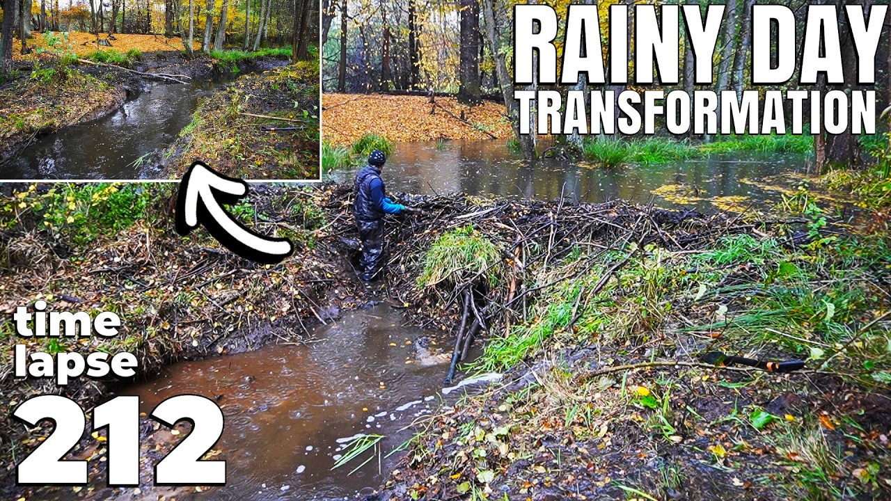 Can This Forest Stream Be Saved? RAINY DAY Transformation! | Time-lapse | No.212