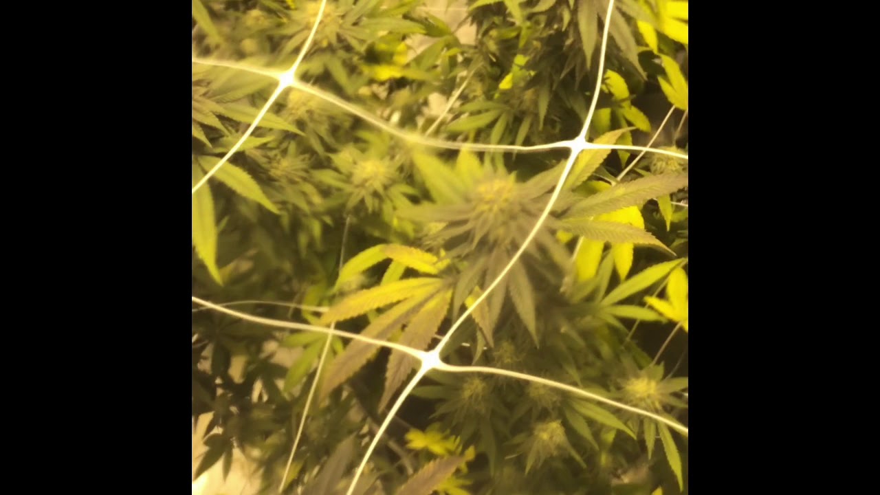 How To Grow Quality Indoor Hydroponic Marijuana- Grape Ape Day 51 Flowering