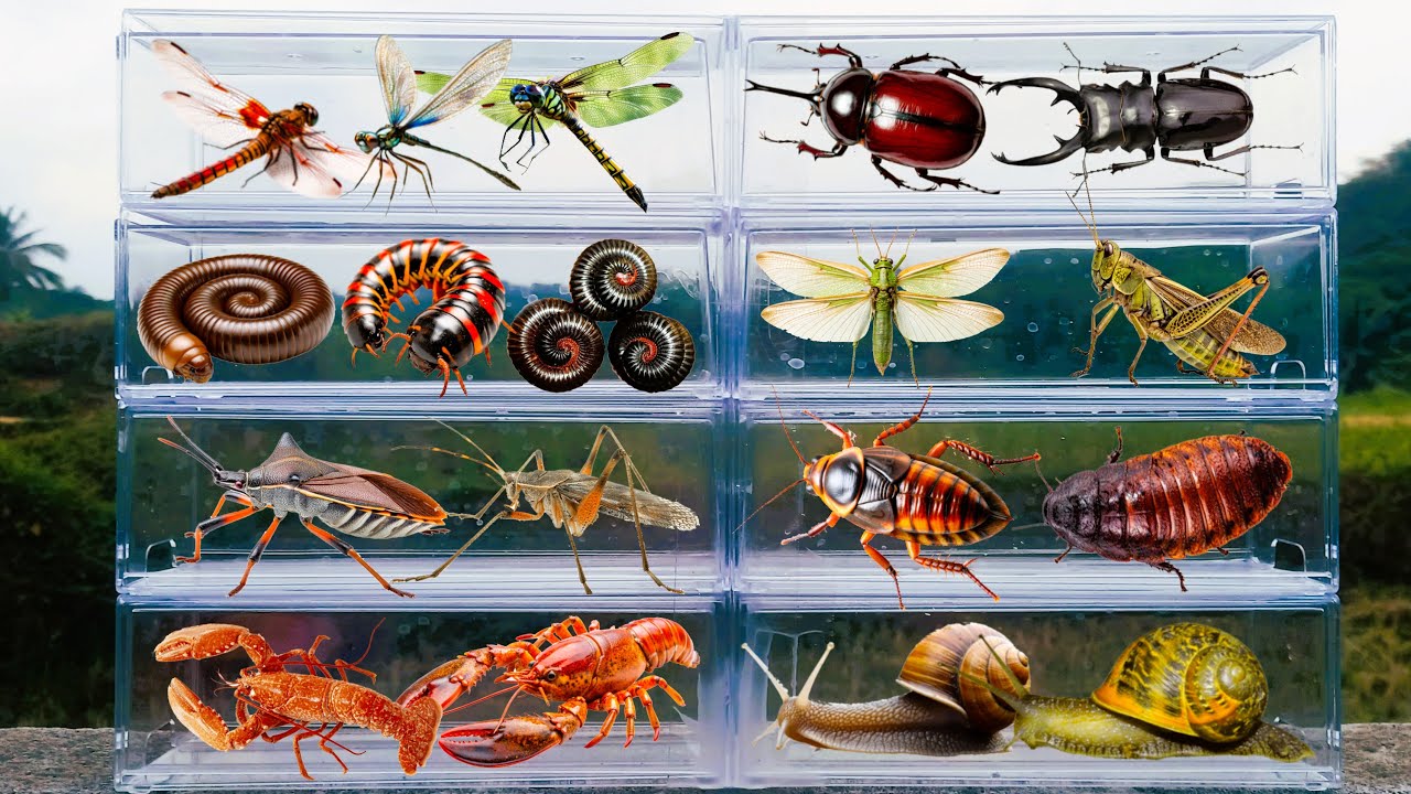 I am hunting for insects in the garden I found a Lobster, Cockcroach, Snail, Dragonfly, Horn Beetle