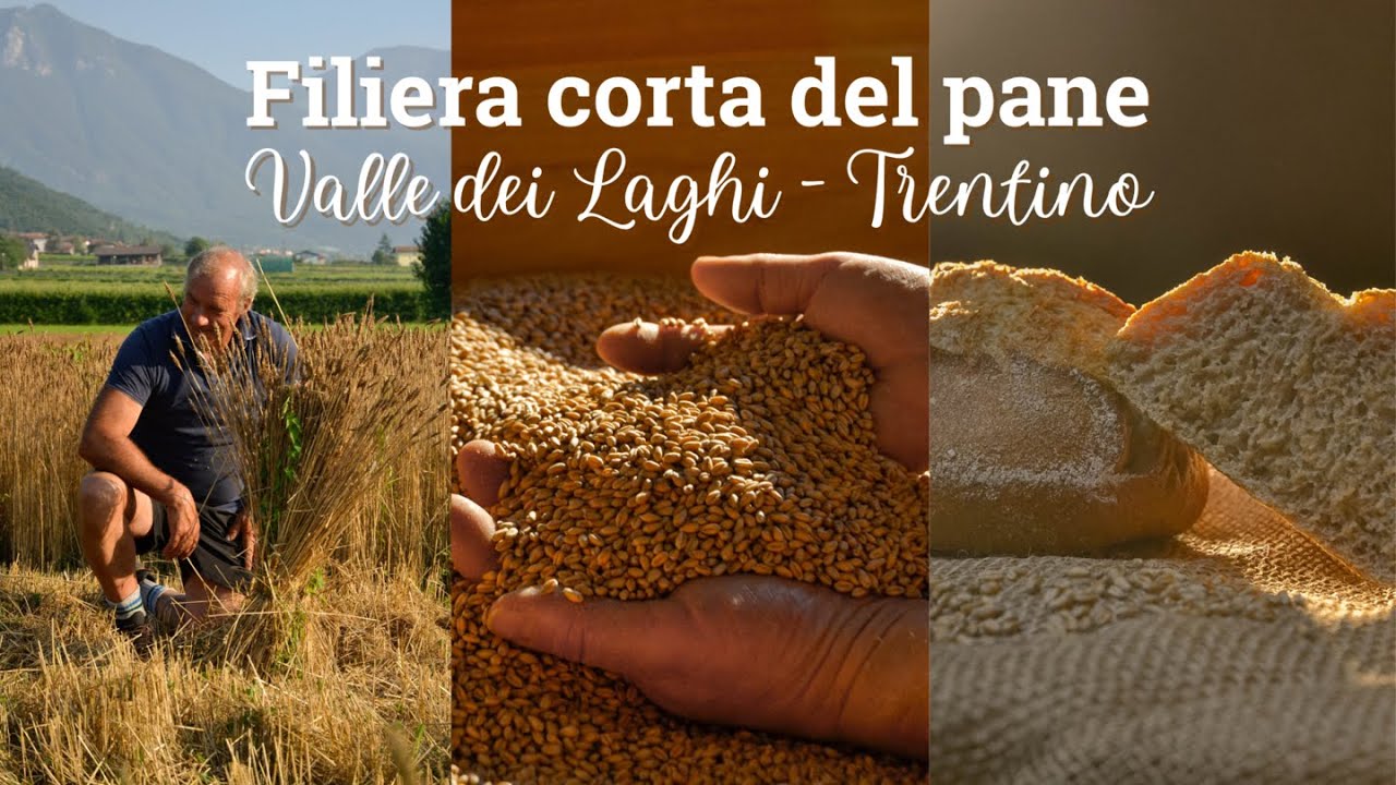 Filiera corta del pane in Trentino - Panificio Tecchiolli