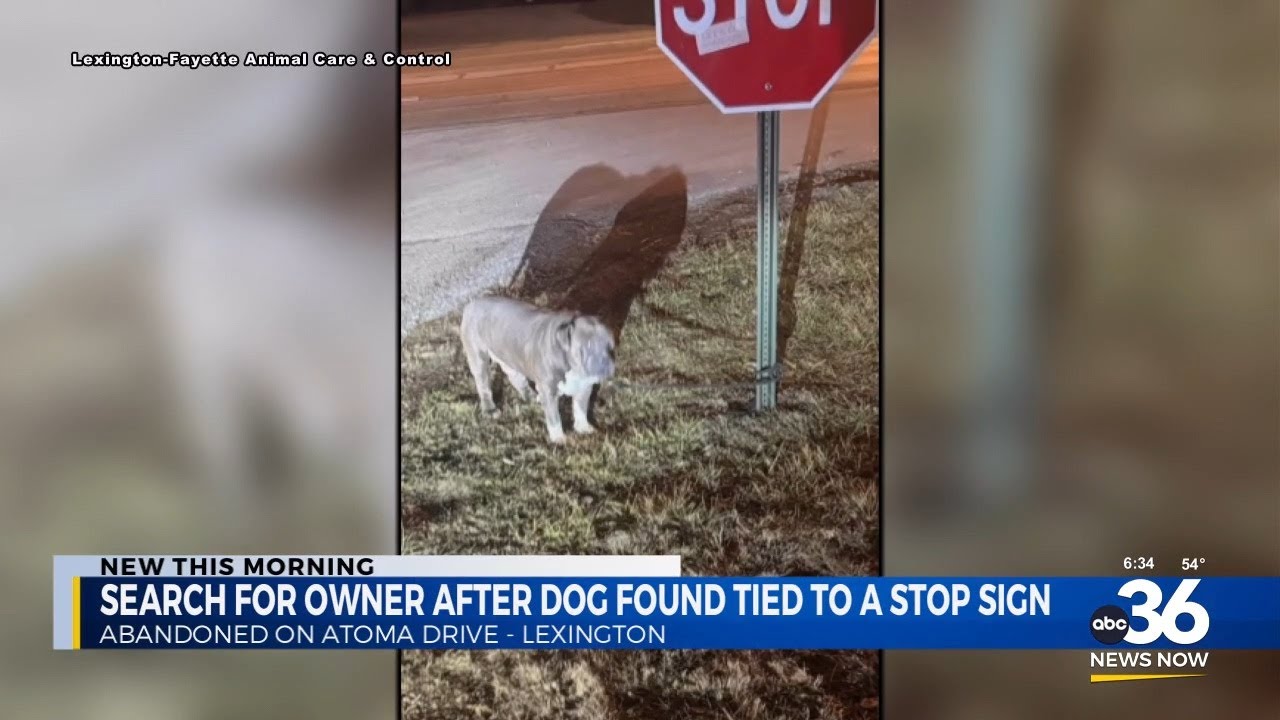Dog found tied to stop sign, authorities search for owner