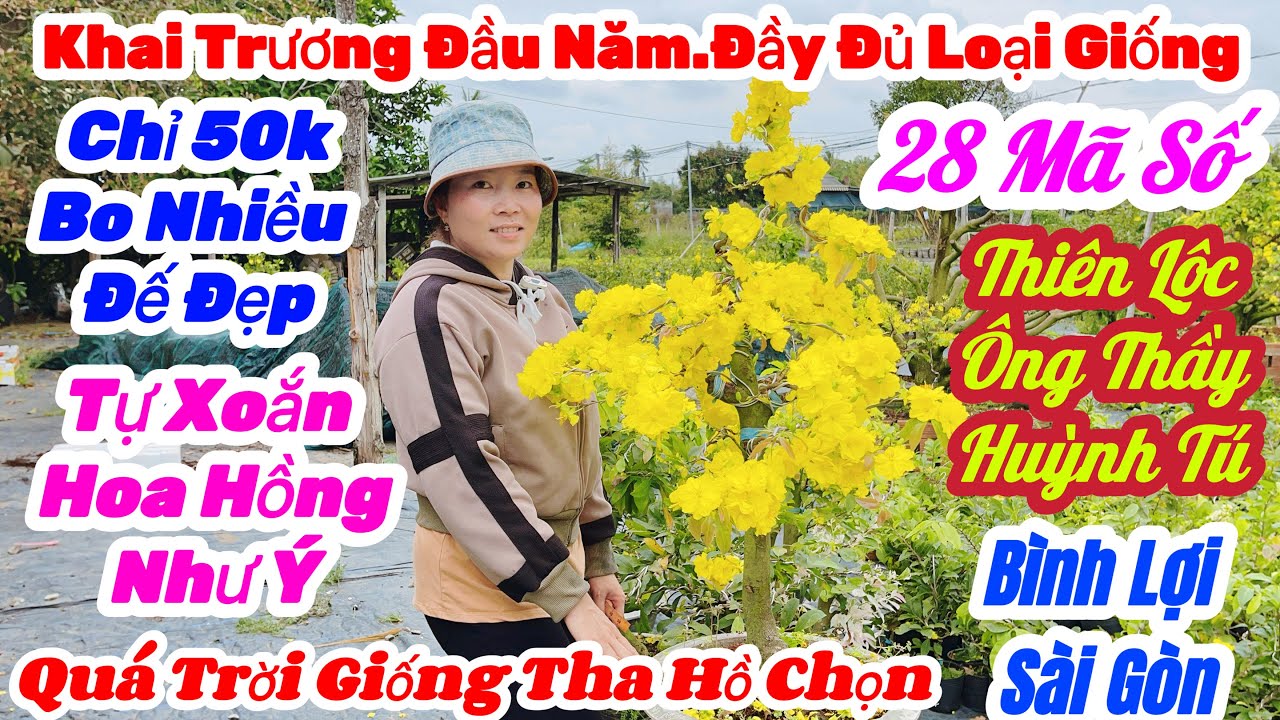 🌼M7(23/2)☎️0365 938 100👉Gặp Duyên🌲Mai Vàng Giá Rẻ🌲Chỉ 50k Nhiều Giống Mới Hót Bo Nhiều Đẹp🌲28 Mã Số 