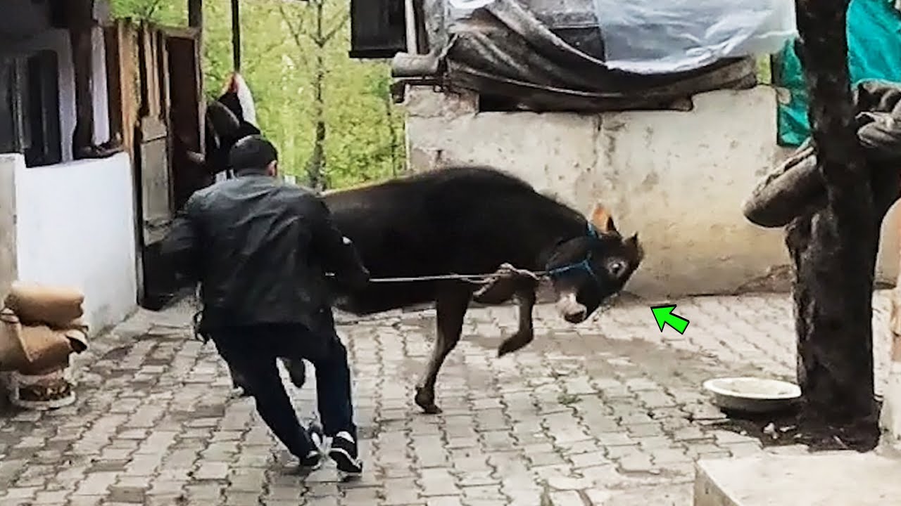 Deli dana kaçtı ! Koyunlara sıkı pazarlık ! Kurbanlık tosun alışverişi