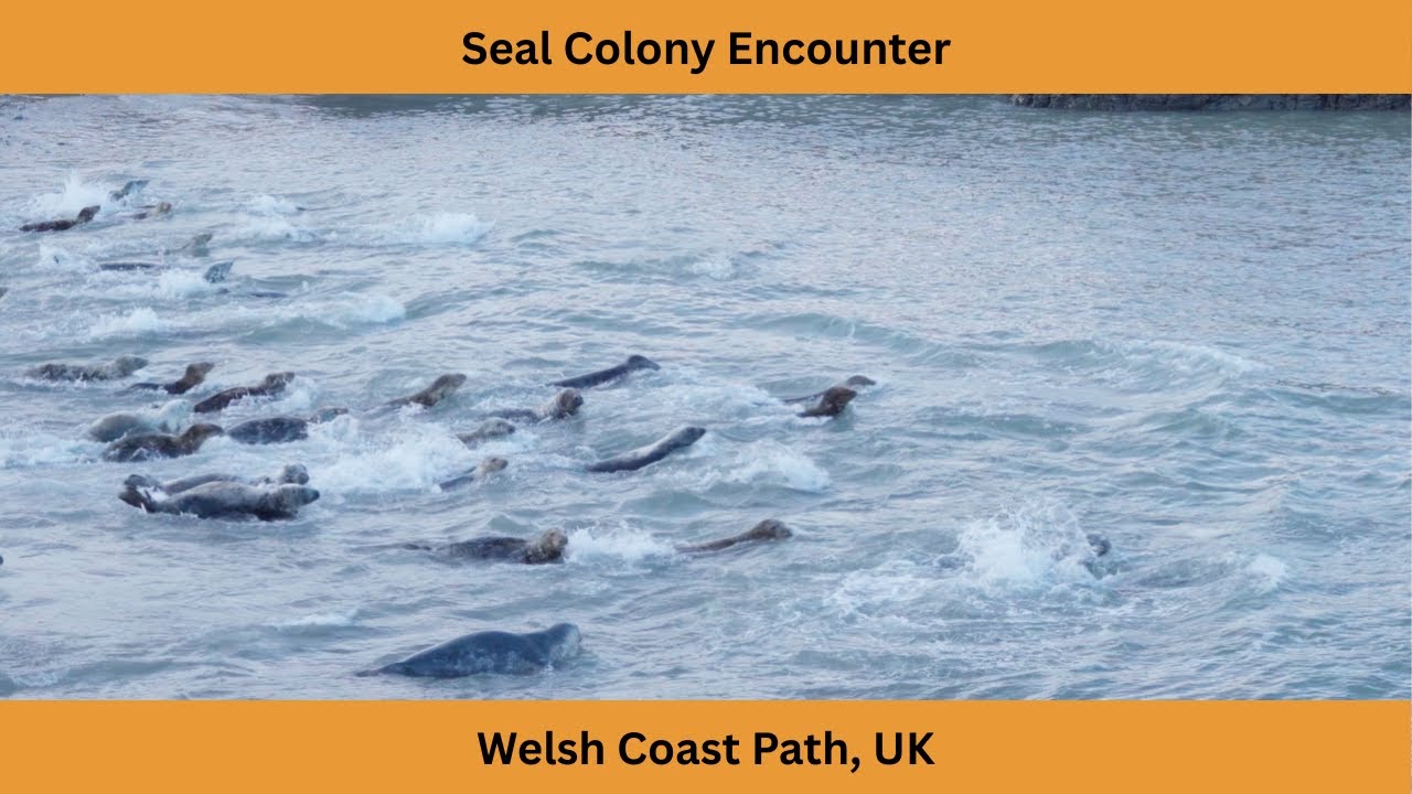 Accidentally stumbling on a seal colony on the Welsh Coast Path