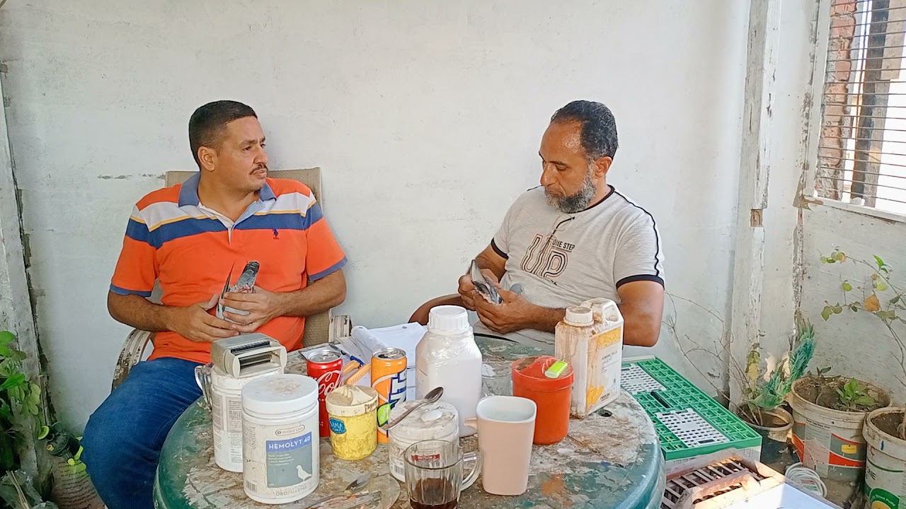 لقاء مهم جدا مع البطل حسن الشالقاني بطل قليوب