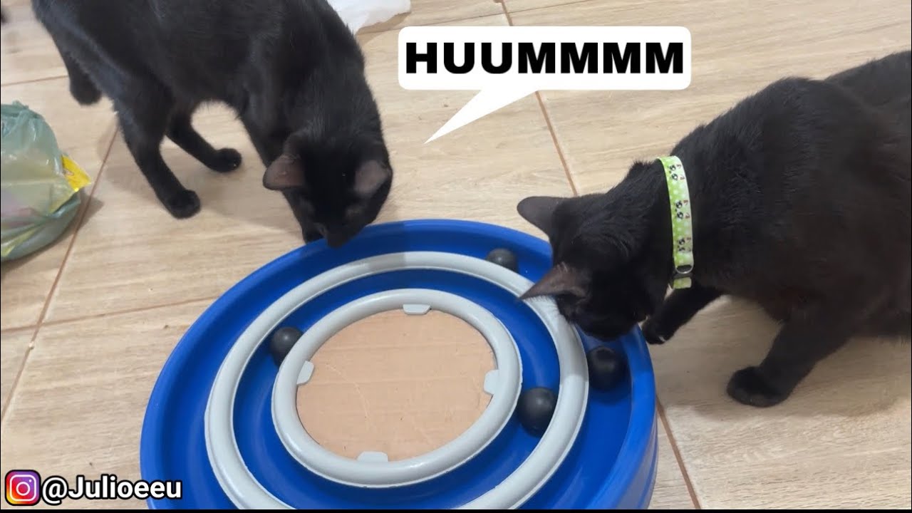 Quando você tenta agradar os Pets 😂😂😂