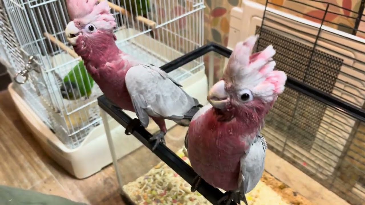 FREAK モモイロインコ 雛達へのさし餌