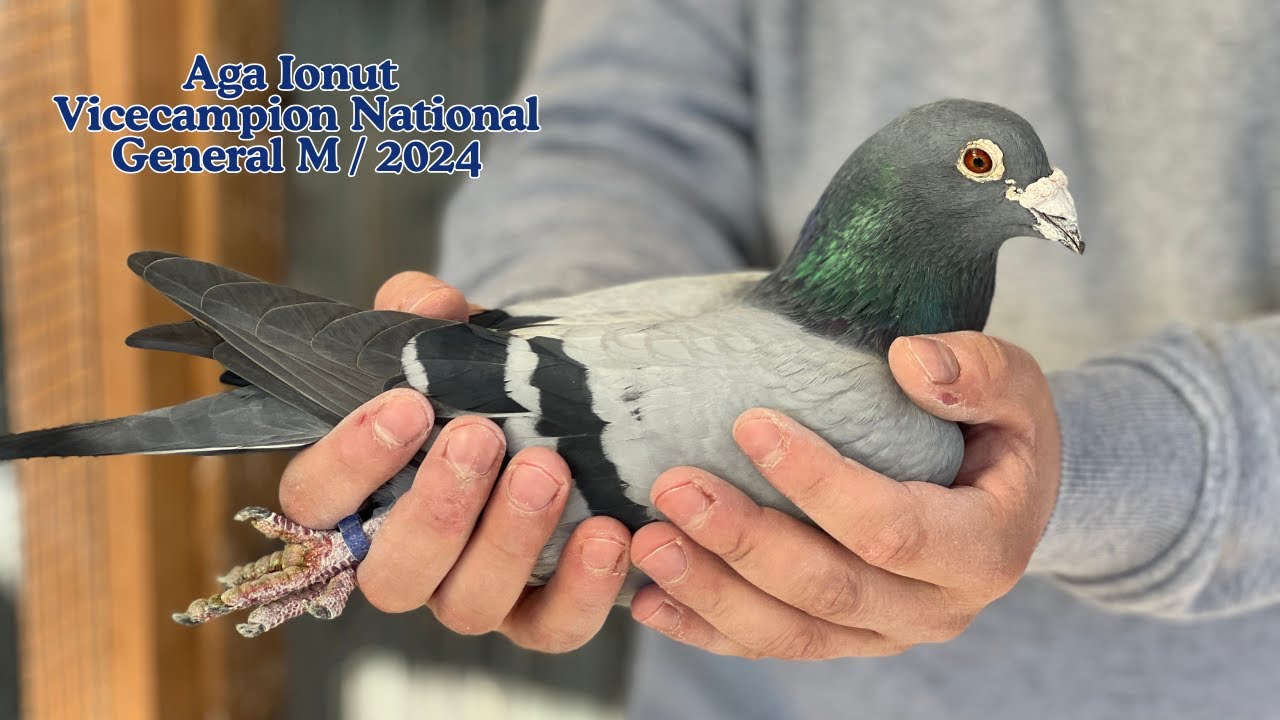 AGA IONUT -DIN JUD. SUCEAVA -  VICECAMPION NAT GENERAL MATURI 2024