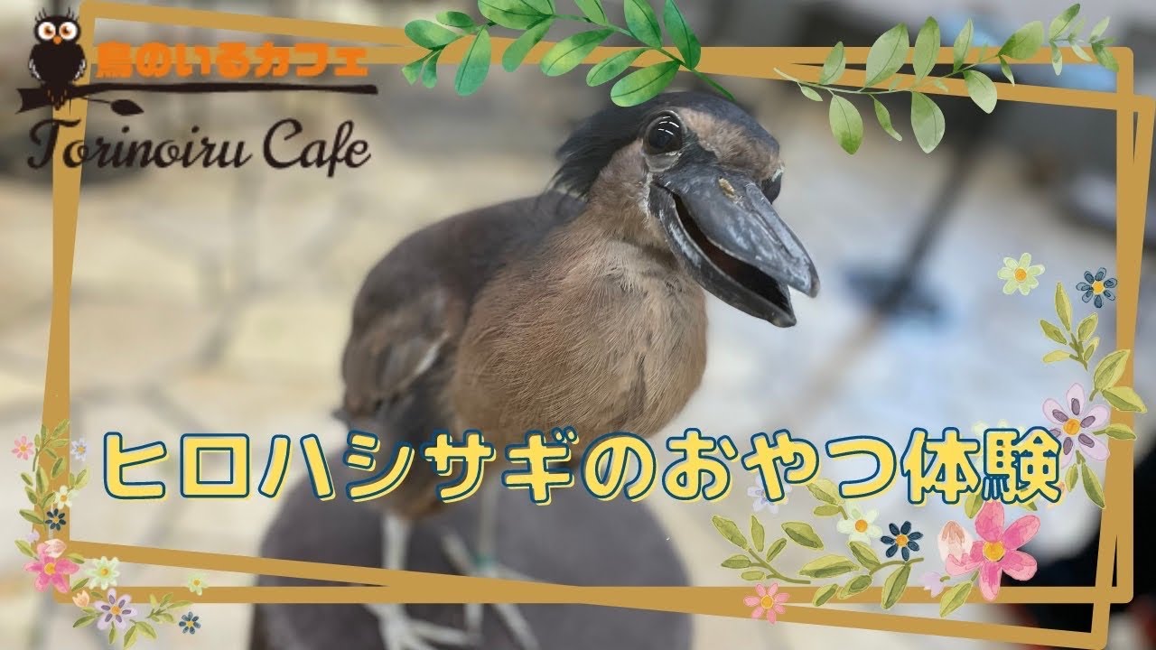 【鳥のいるカフェ🕊千駄木店】ヒロハシサギのおやつ体験🐟