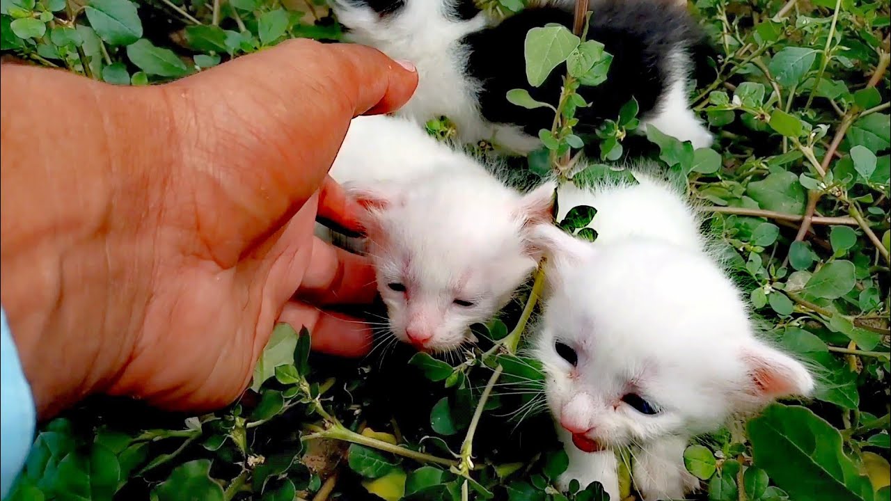Rescue The Exhausted Motherless Kittens From The Old Village House