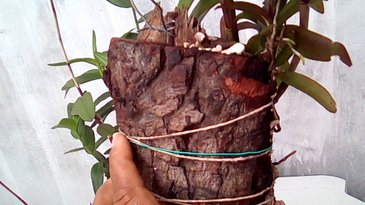 Orquídea epidendrum  plantado na madeira e deixando a dica do pano pra mater umidade