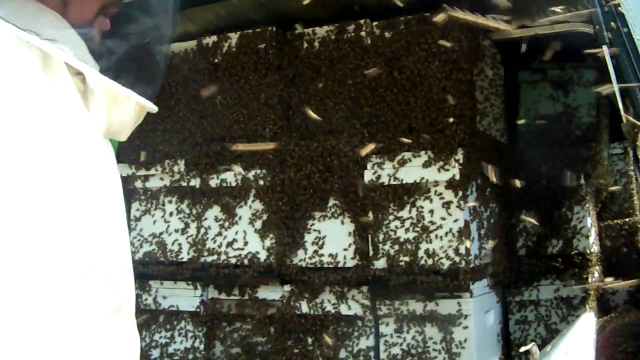 NUCS BEEKEEPING, BEEKEEPER HONEYBEE Warm Weather Move 52 Honey Bee Beehive Nucs,Queens