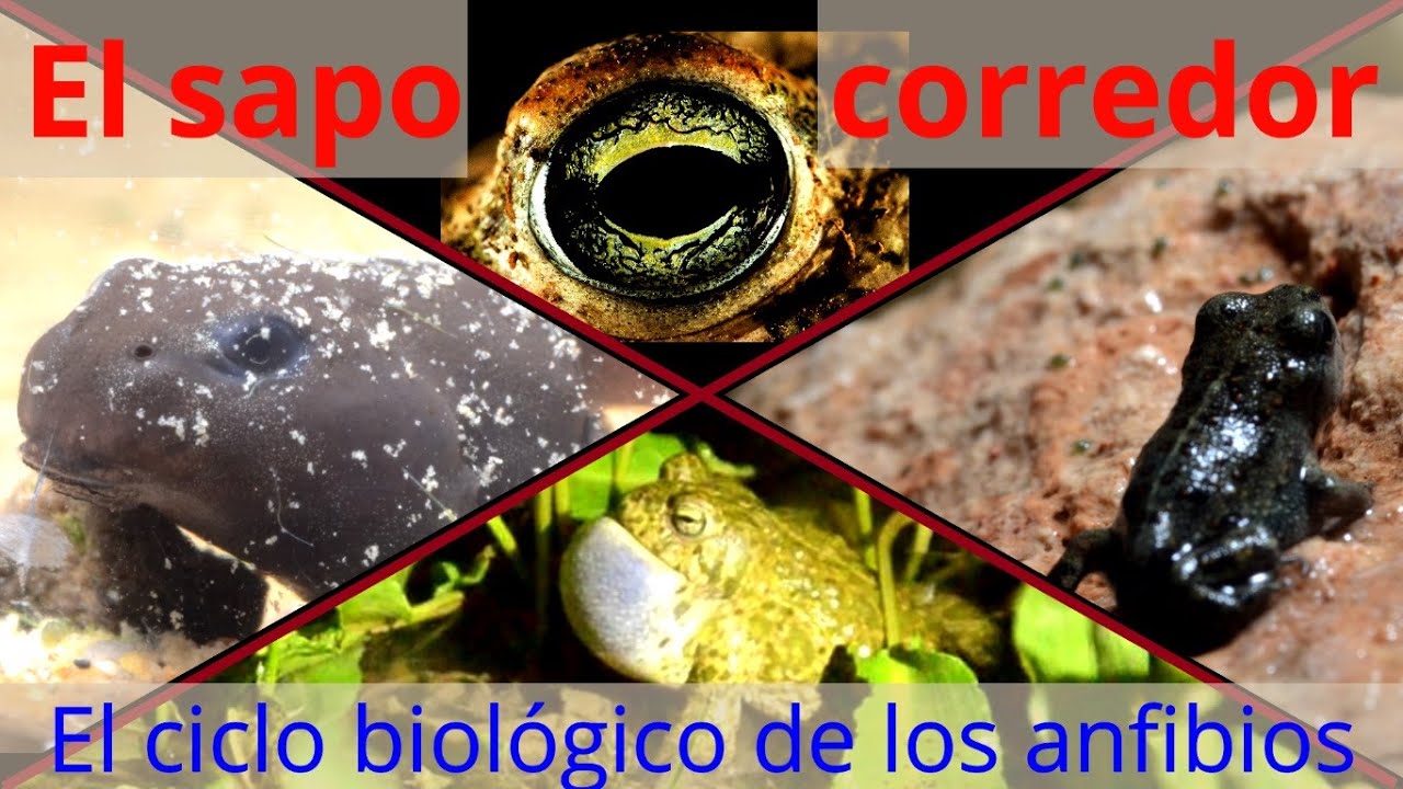 El sapo corredor  El ciclo biológico de los anfibios