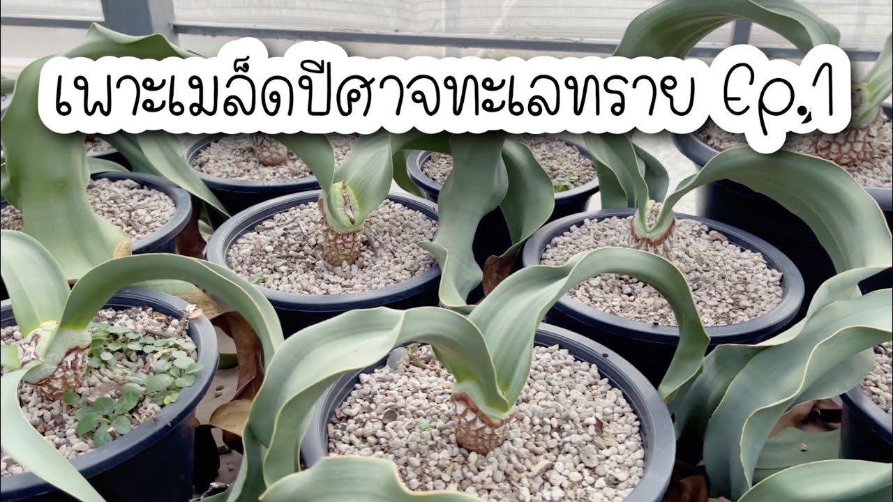 เพาะเมล็ดปีศาจทะเลทราย Ep.1 #เพาะเมล็ด #ปีศาจทะเลทราย #sowing #sowingseeds #Welwitschia #mirabilis