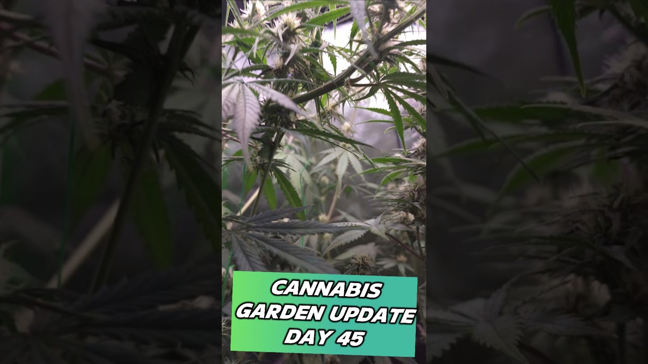 Quick Cannabis Garden Update! Mid-Flower Cannabis Plants from FastBuds!!