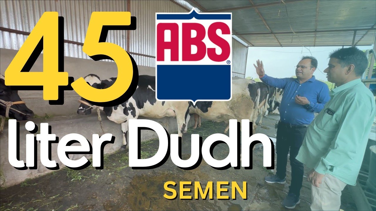 45 Liter Dudh ABS ke Semen se Nikala |ABS SEMEN | Farcow Welfare Society| ABS Semen in M.P