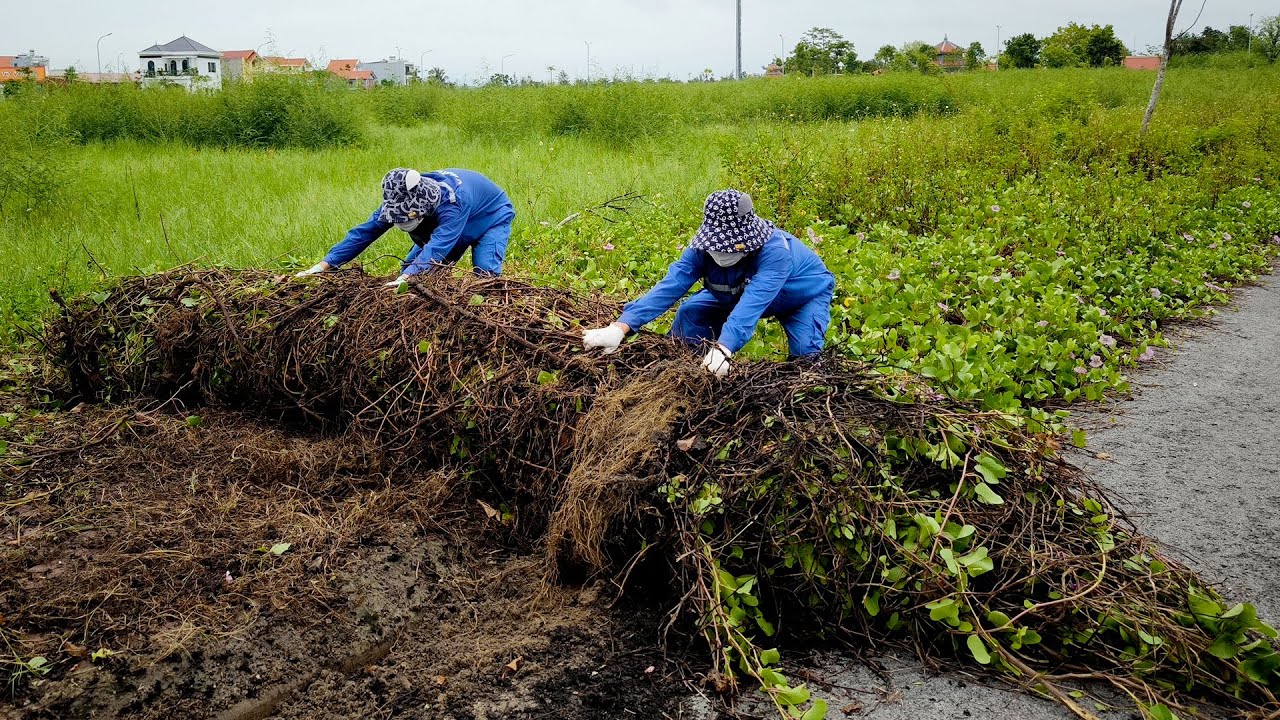 Secrets Under the Grass Discovered After 10 Years, Abandoned Sidewalk Restored to Its Original State