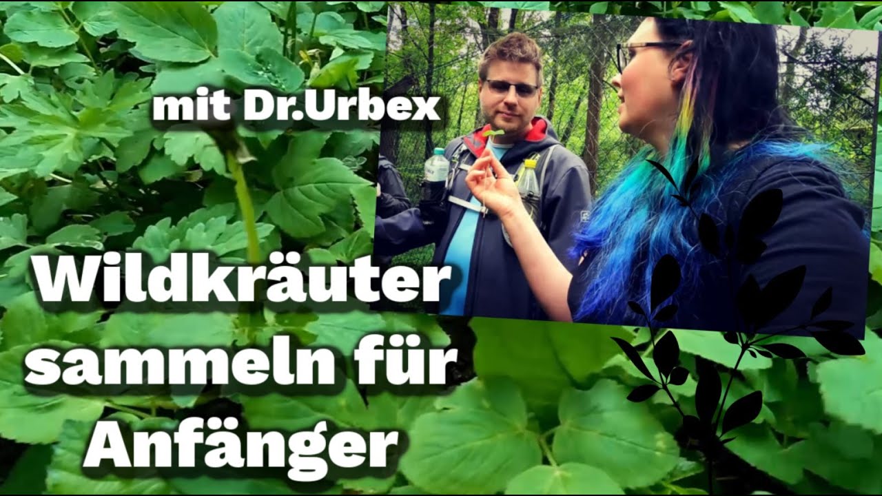 Wildkräuter sammeln im Mai für Anfänger + Rezepte + Gast DrUrbex