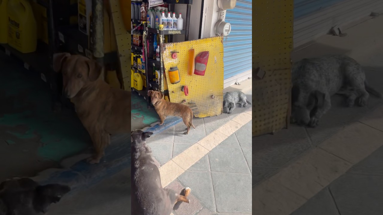 Mexico Street Dogs are Built Different 🤭 