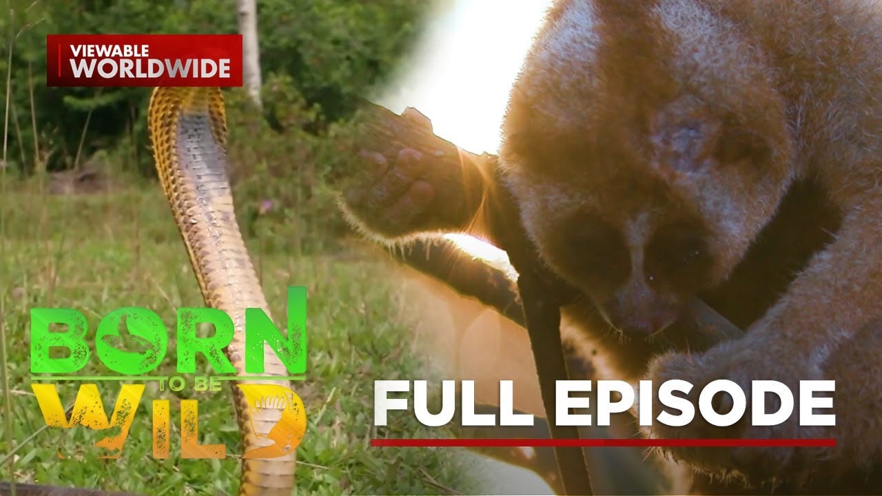 Venomous Wildlife in the Philippines | Born To Be Wild (Full Episode)