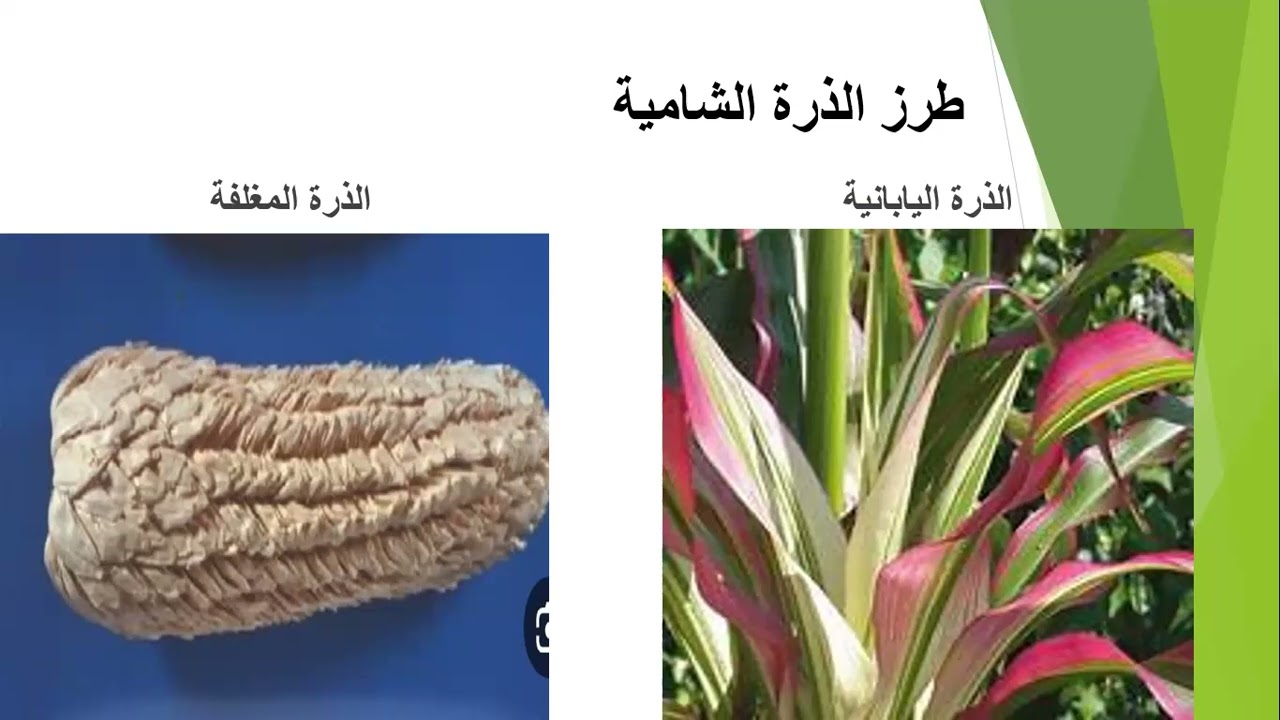 الذرة الشامية