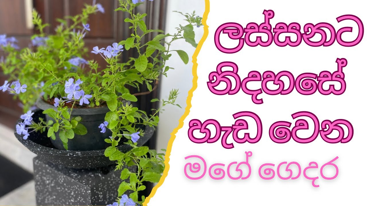 ලස්සනට නිදහසේ 🌸☺️🏡හැඩවෙන මගේ ගෙදර