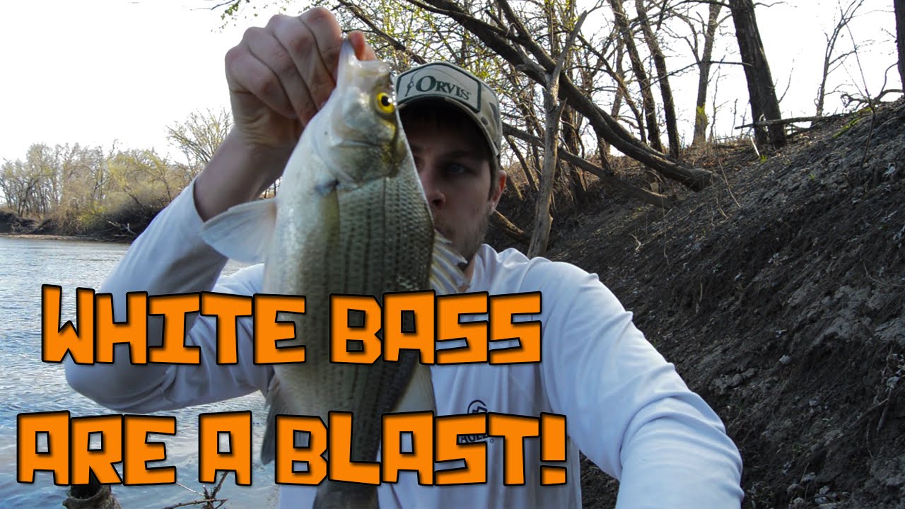 White Bass Are A Blast!