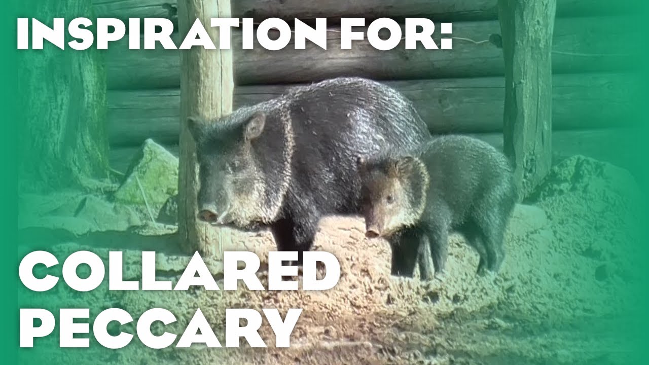 10 Real Peccary Habitats! (Planet Zoo Inspiration)