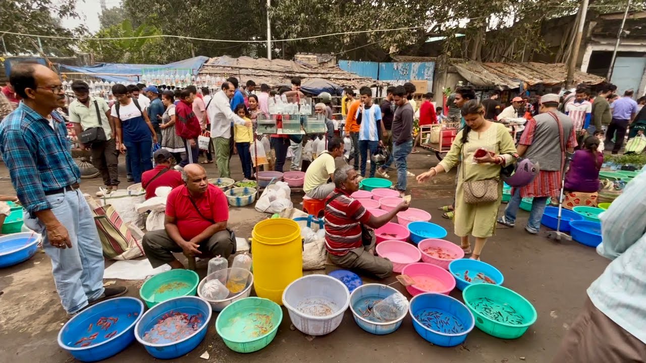 Fish Market | Galiff Street Fish Market Kolkata | Cheap Price | Recent Aquarium Fish Price Update