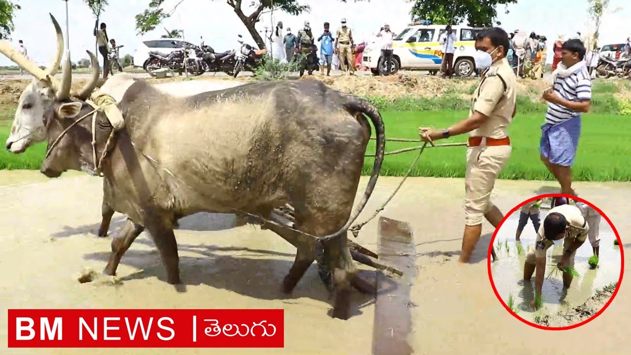 Tirupati SP Ramesh Reddy IPS Farming Video || Bezawada Media