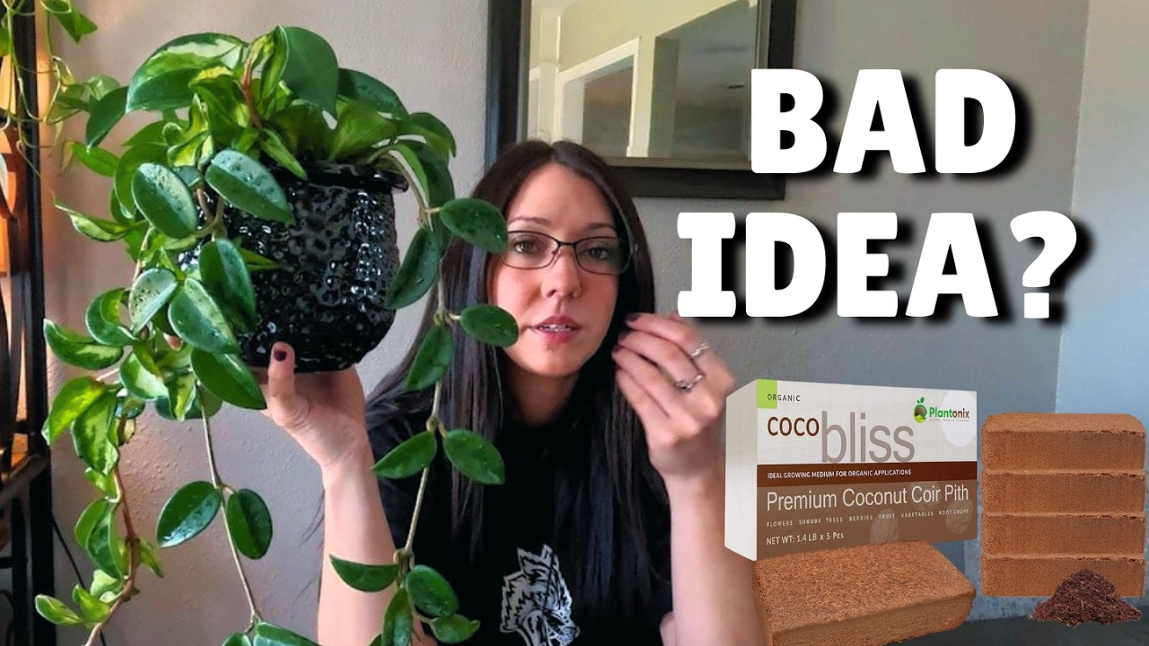 I Put My Hoya in 100% Coco Coir | Repot With Me 