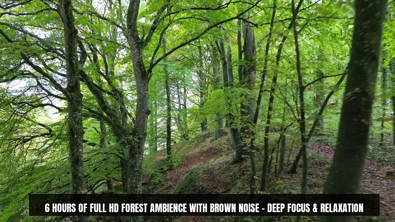 6 Hours of Full HD Forest Ambience with Brown Noise – Deep Focus & Relaxation
