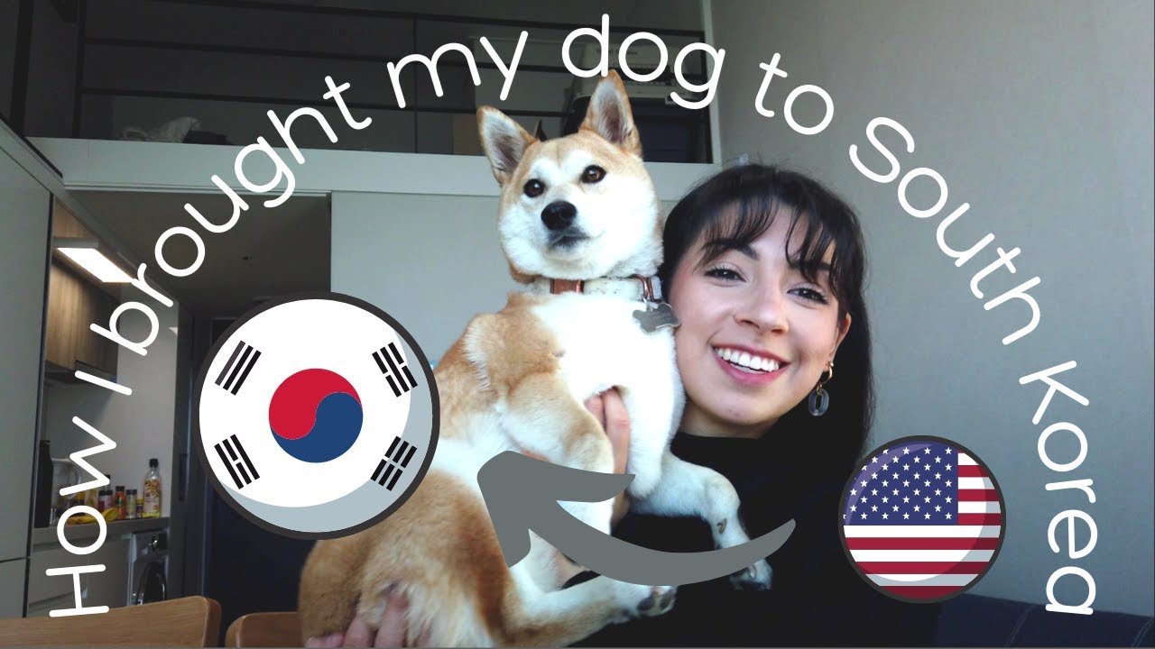 How I brought my dog from the USA to SOUTH KOREA! | Step-by-Step, Supplies, Documents & More!