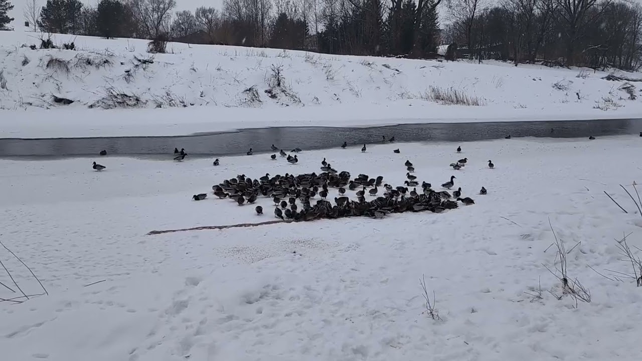 Ančių gelbėjimo operacija!