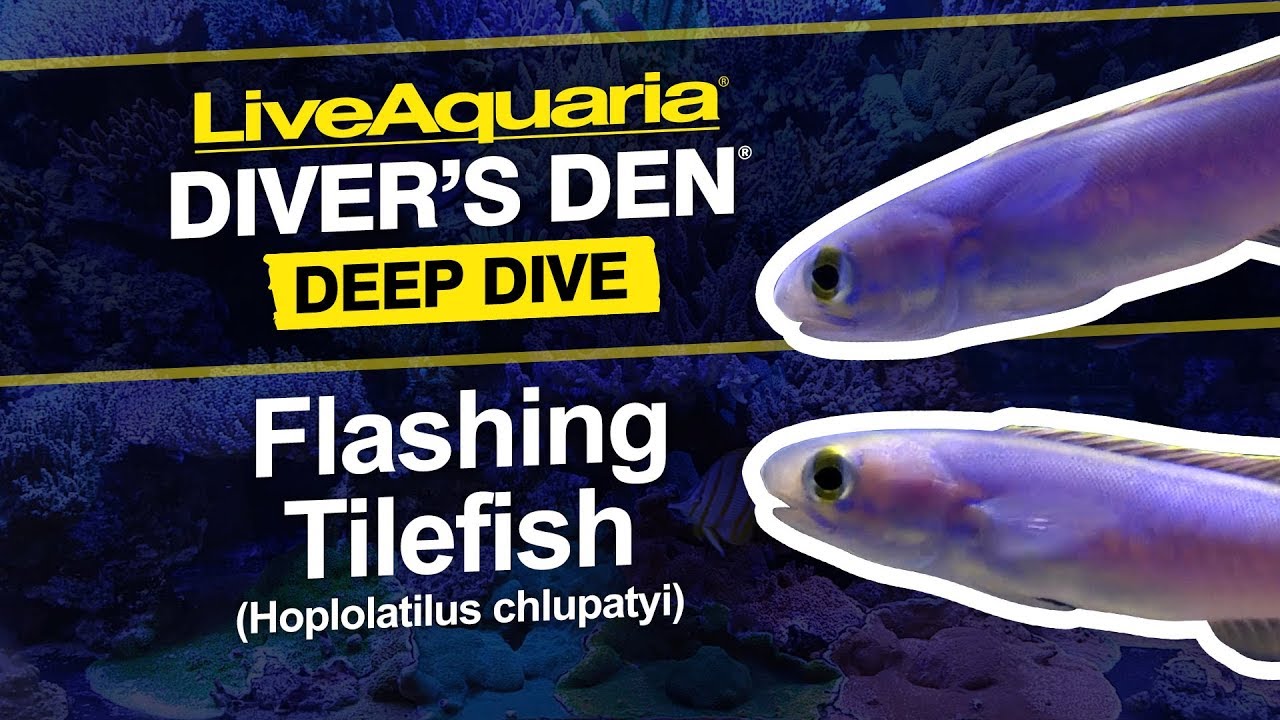 LiveAquaria&reg; Diver&rsquo;s Den&reg; Deep Dive: Мигающая кафельная рыба (Hoplolatilus chlupatyi)