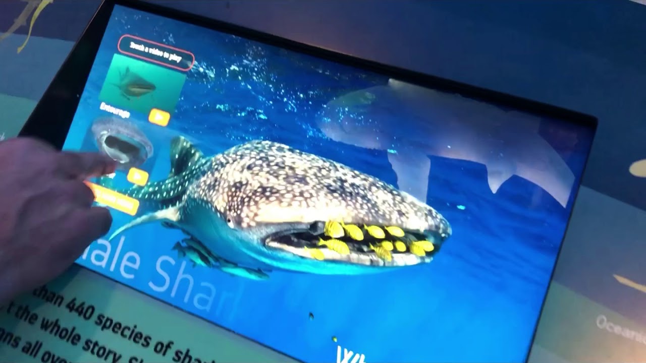It&rsquo;s shark week! First time look at the NY aquarium shark exhibit