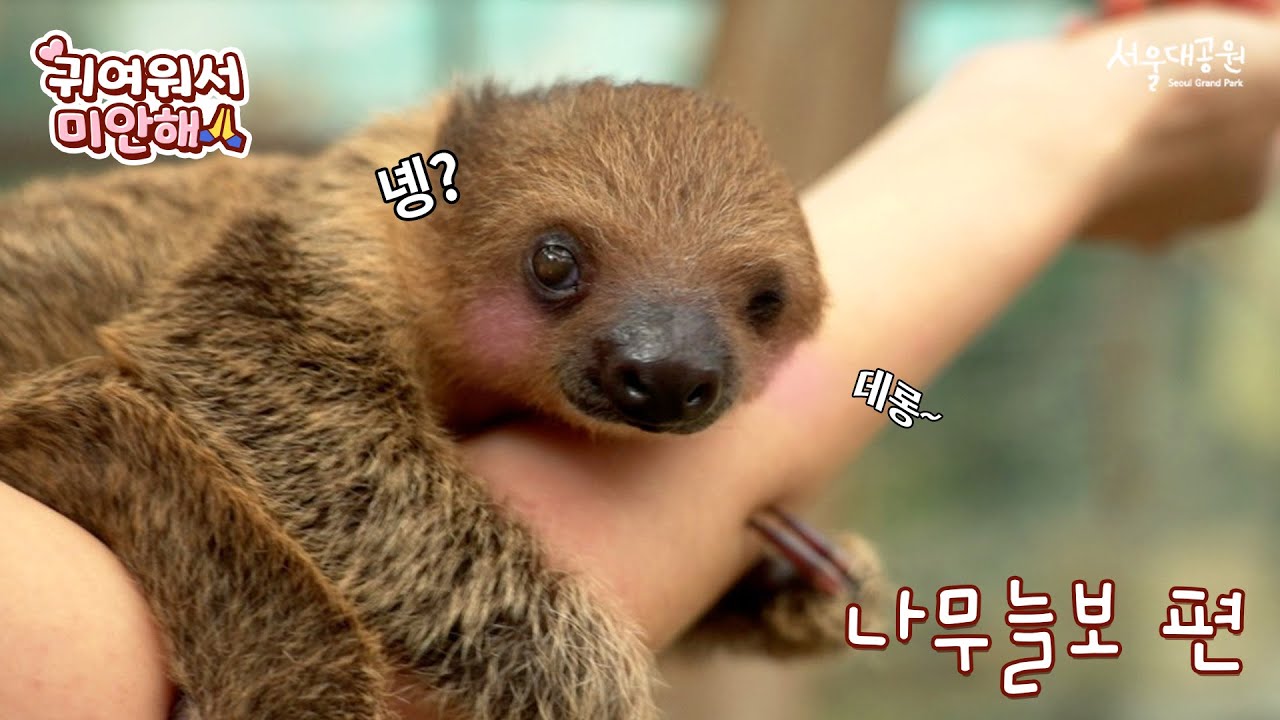 역대급 귀요미 등장. 인생 3개월 차 나무늘보 탄이를 공개합니다 | 귀여워서 미안해 | 서울대공원