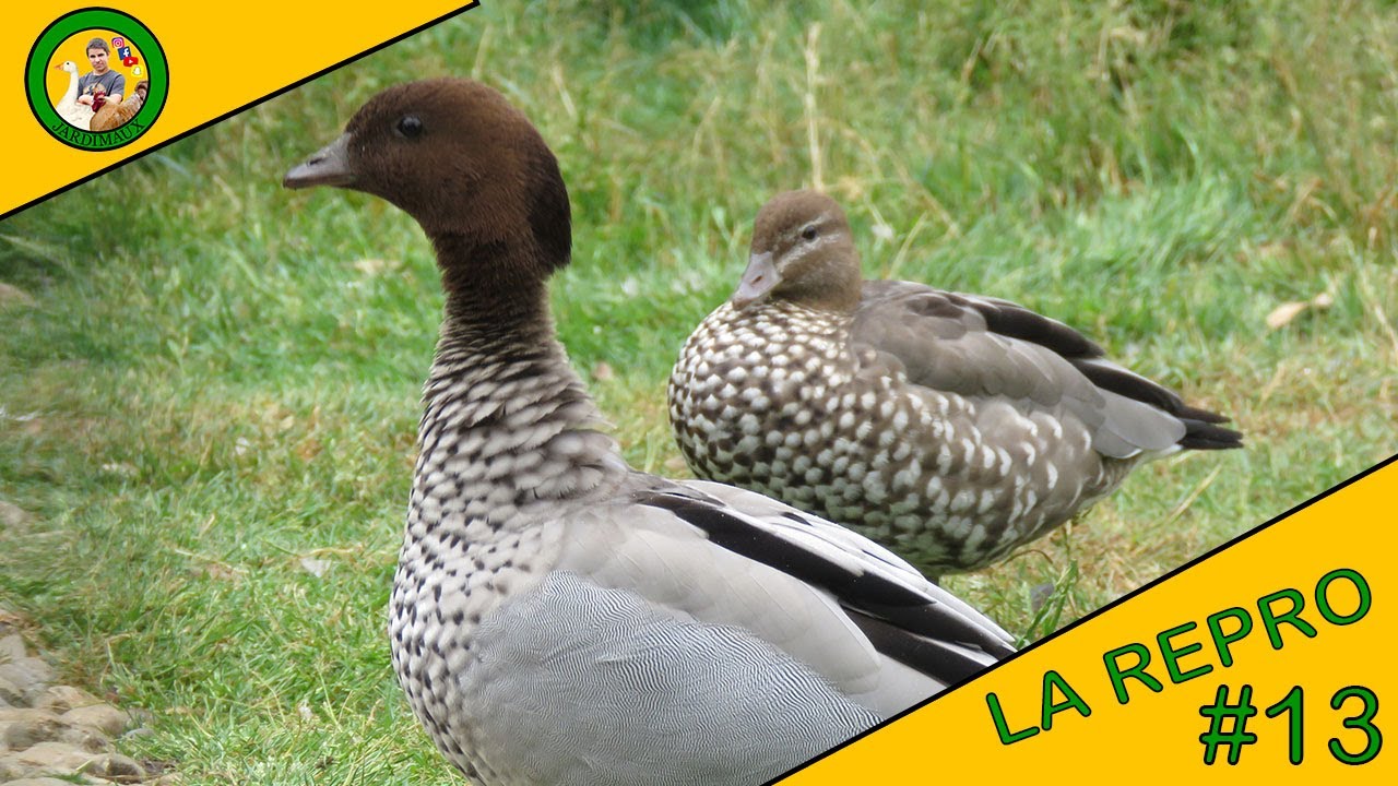 LA REPRODUCTION | EPISODE 13 | NOUVELLES DE LA REPRODUCTION DES CANARDS D'ORNEMENTS !!🦆 🐣