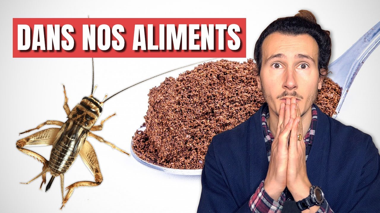 L'UE met des Insectes dans nos Aliments : DANGER ? 🦗
