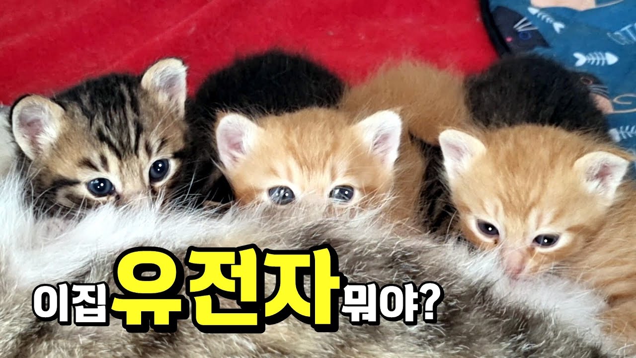 세상 순한 엄마 고양이...새끼들도 닮았을까?