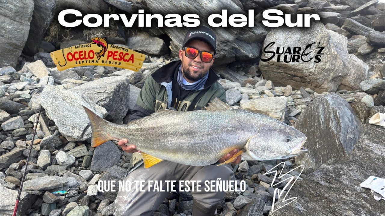 Corvinas XXL en el sur de Chile, fin temporada 2024/25 @jocelopescaseptimaregion 