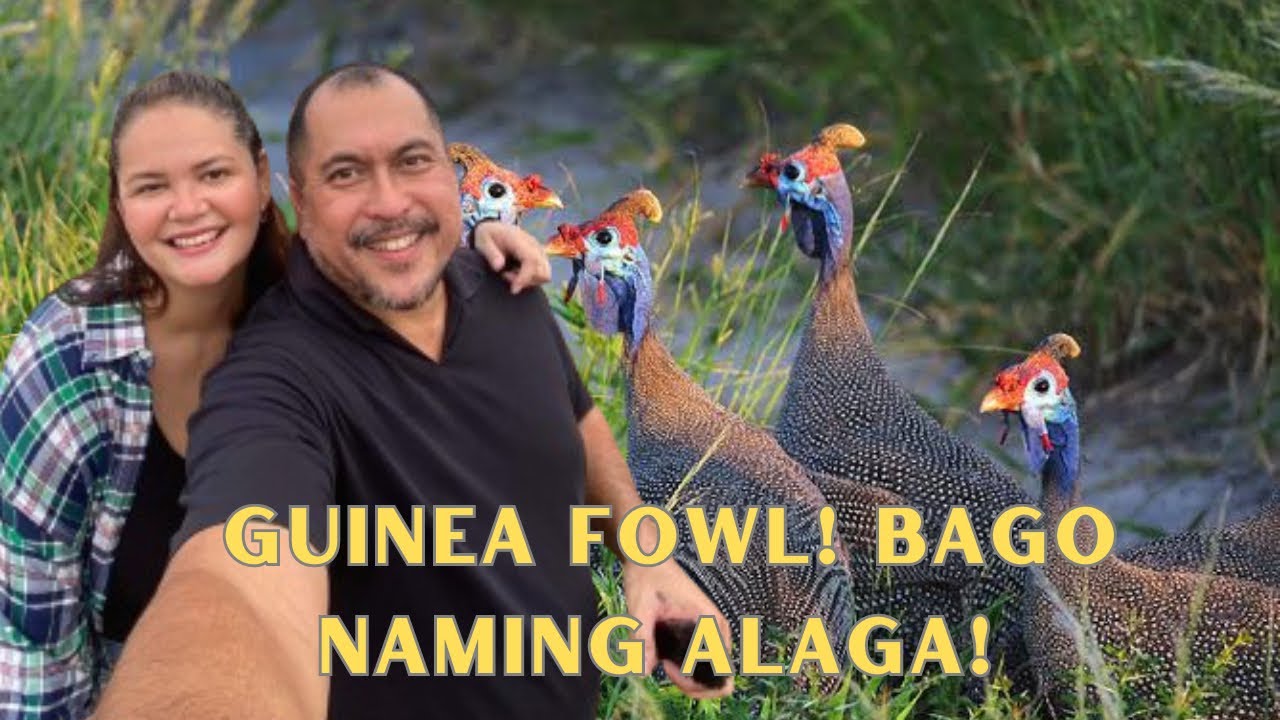 Benggala namin! Guinea Fowl farming nag start na!